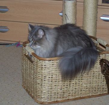 D'Artannette mit 2 Jahren