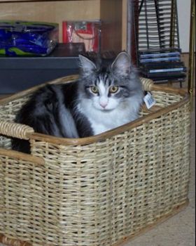 Isildur mit 7 Monaten