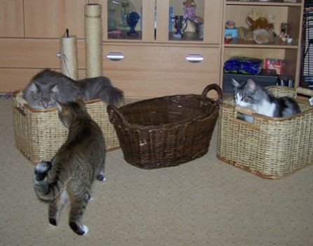 D'Artannette mit 2 Jahren, Isildur mit 7 Monaten und Leo