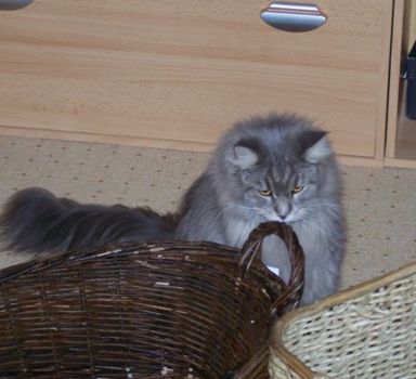 D'Artannette mit 2 Jahren