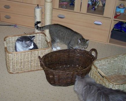 D'Artannette mit 2 Jahren, Isildur mit 7 Monaten und Leo