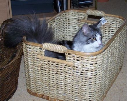 Isildur mit 7 Monaten