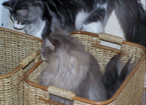 D'Artannette mit 2 Jahren und Isildur mit 7 Monaten