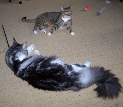 Leo und Isildur mit 8 Monaten