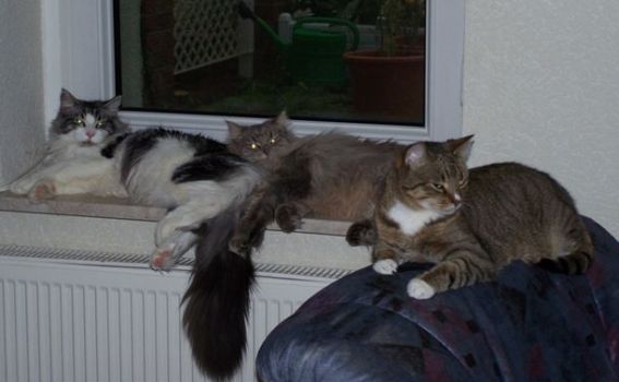 Isildur mit 8 Monaten, D'Artannette mit 2 Jahren und Leo