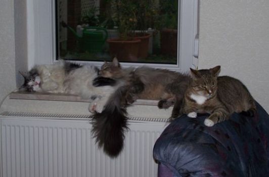 Isildur mit 8 Monaten, D'Artannette mit 2 Jahren und Leo