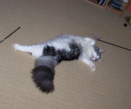 Isildur mit 8 Monaten