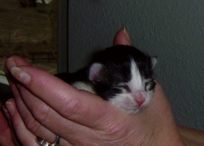 Isildur mit fünf Tagen / five days old