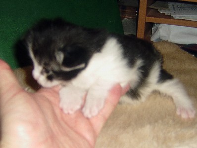 Isildur mit achtzehn Tagen / eighteen days old