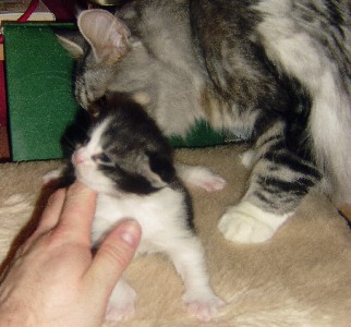 Isildur mit achtzehn Tagen / eighteen days old