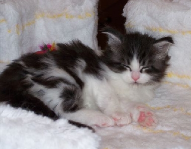 Isildur mit fünf Wochen / five weeks old