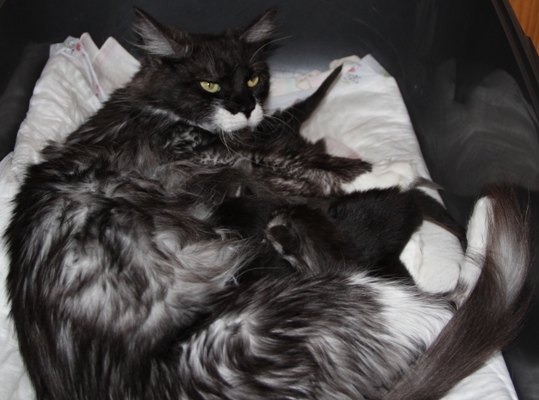 unser II-Wurf/ our II-litter