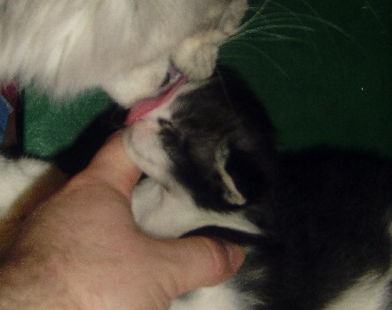 Isildur mit achtzehn Tagen / eighteen days old