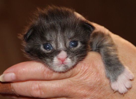 ii1 mit 2 Wochen  / 2 weeks old