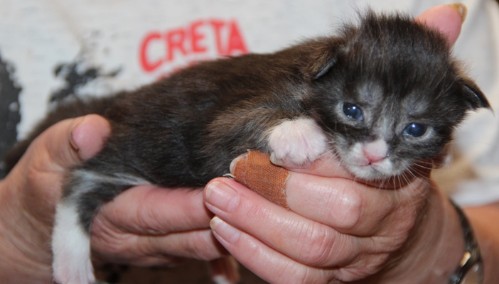 ii1 mit 2 Wochen  / 2 weeks old