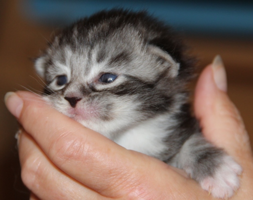 ii2 mit 2 Wochen  / 2 weeks old