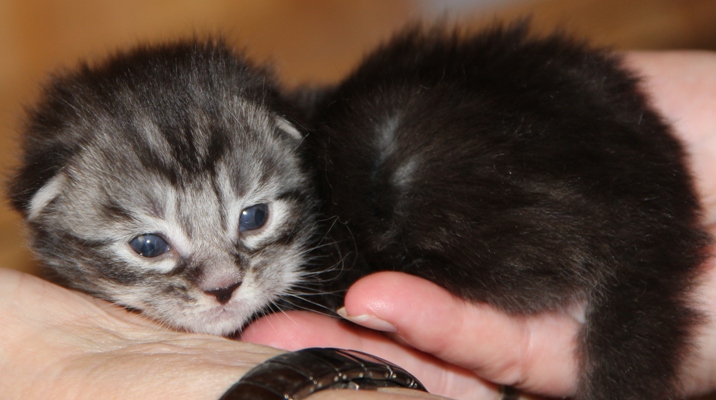 ii2 mit 2 Wochen  / 2 weeks old