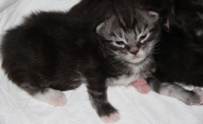 ii2 mit 2 Wochen  / 2 weeks old