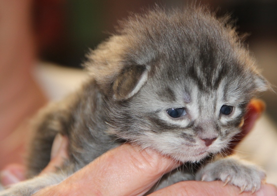 ii3 mit 2 Wochen  / 2 weeks old
