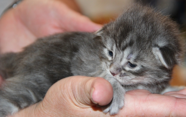 ii3 mit 2 Wochen  / 2 weeks old