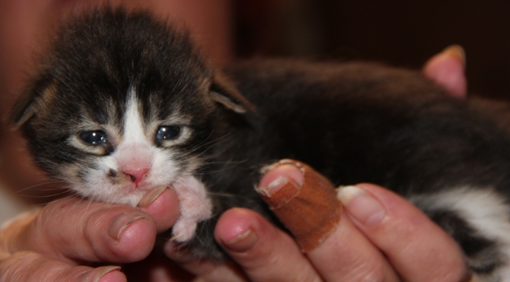 ii4 mit 2 Wochen  / 2 weeks old