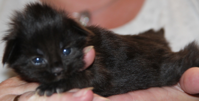 ii5 mit 2 Wochen  / 2 weeks old