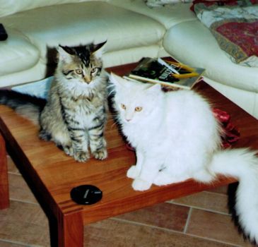 Julius und Jordan mit 2 Monaten / 2 months old