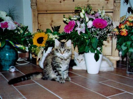 Julius und Jordan mit 2 Monaten / 2 months old