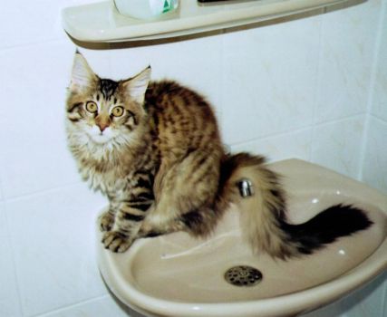 Jordan mit 2 Monaten / 2 months old