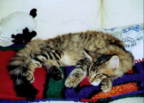 Jordan mit 4 Monaten / 4 months old