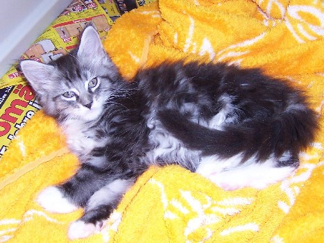 Korax mit zwei Monaten / two months old