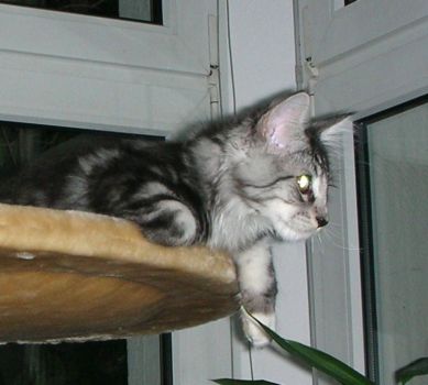 Korax mit 3,5  Monaten / three and a half months old