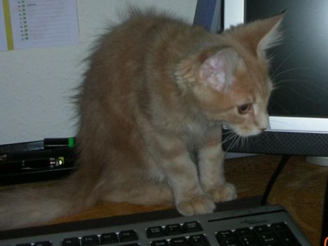 Linus mit 3,5  Monaten / three and a half months old