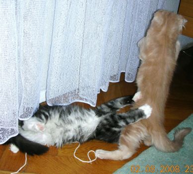 Korax und Linus mit 3,5  Monaten / three and a half months old