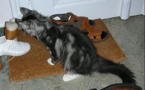 Korax mit 3,5  Monaten / three and a half months old