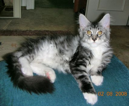 Korax mit 3,5  Monaten / three and a half months old