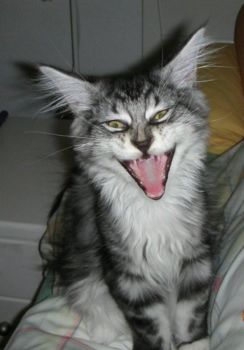 Korax mit 3,5  Monaten / three and a half months old