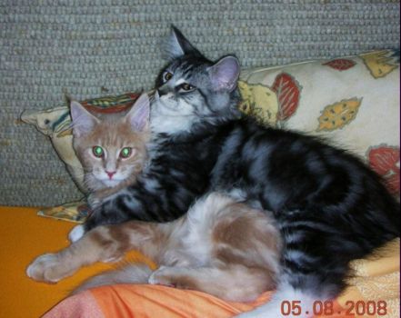 Korax und Linus mit 3,5  Monaten / three and a half months old