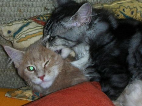 Korax und Linus mit 3,5  Monaten / three and a half months old