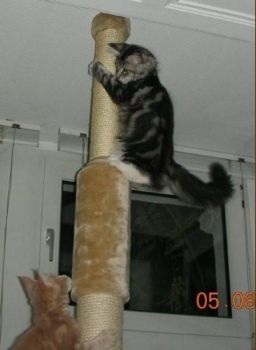 Korax und Linus mit 3,5  Monaten / three and a half months old