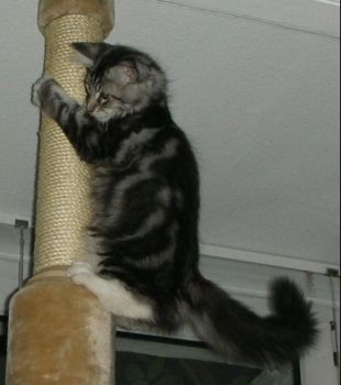 Korax mit 3,5  Monaten / three and a half months old