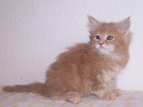 Linus mit acht Wochen / eight weeks old