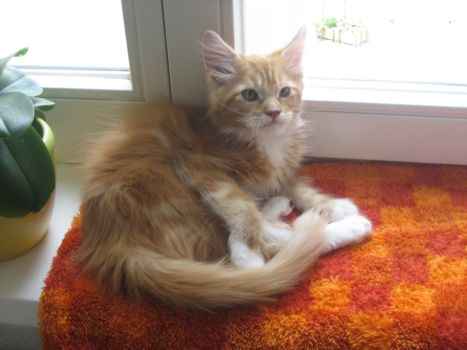 Luca mit drei  Monaten / three months old