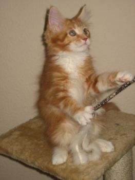 Luca mit drei  Monaten / three months old