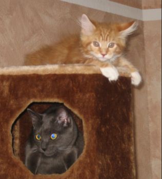 Luca mit drei  Monaten zusammen mit Max/ three months old together with Max