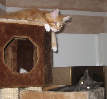 Luca mit drei  Monaten zusammen mit Max/ three months old together with Max