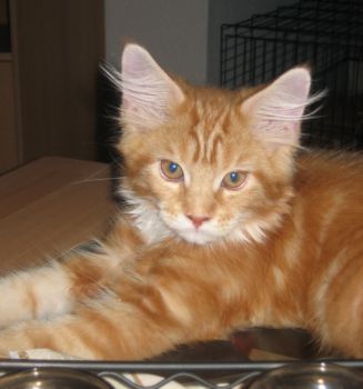 Luca mit 3,5 Monaten / three and a half months old