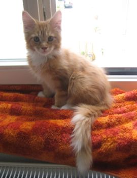 Luca mit 3,5  Monaten / three and a half months old