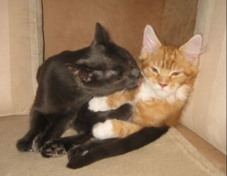 Luca mit 3,5  Monaten zusammen mit Max/ three and a half months old together with Max