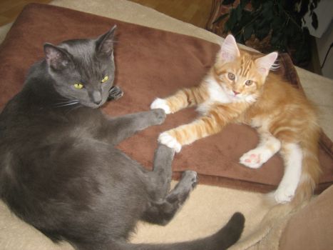 Luca mit 3,5  Monaten zusammen mit Max/ three and a half months old together with Max